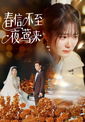 春信不至夜莺来（50集）短剧也太好看了