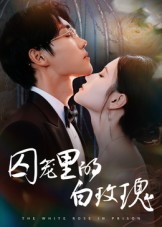 囚笼里的白玫瑰（59集）热门短剧分享