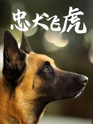忠犬飞虎（33集）在线看完整版