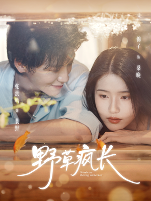 野草疯长(71集) 野草疯长(71集)在线观看
