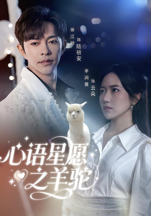 心语星愿之羊驼（60集）越看越好看短剧