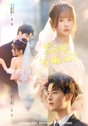 黑天鹅诱捕法册（80集）剧好看短剧推荐