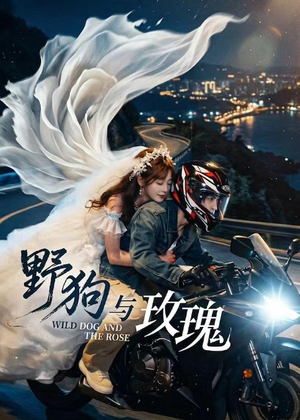 野狗与玫瑰（30集）看短剧放松一下